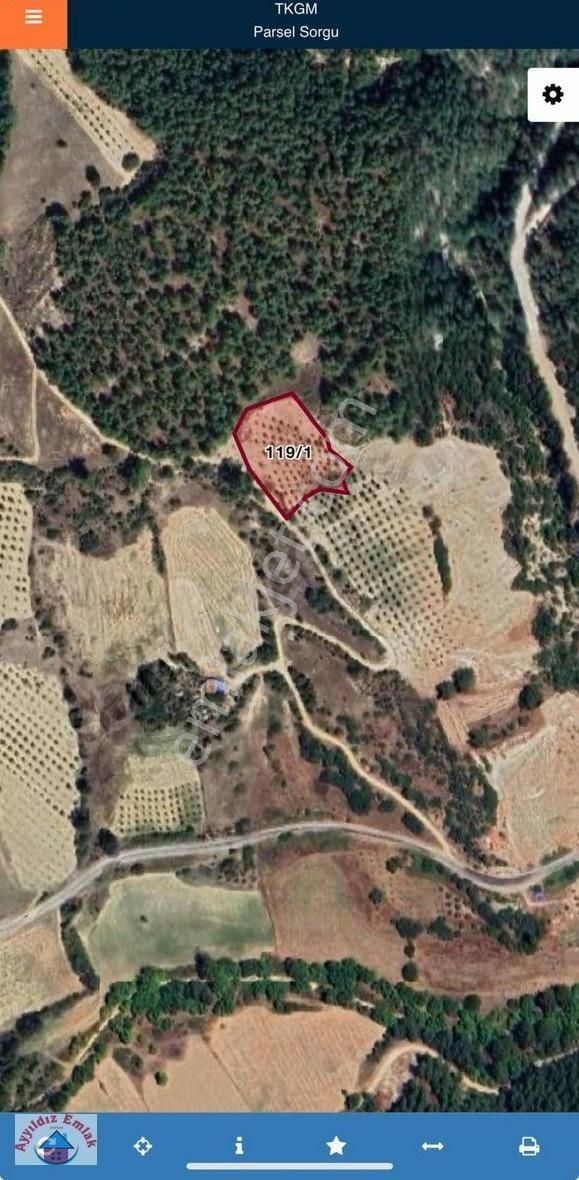 Manisa Akhisar Satılık Zeytinlik Gökçeler Mahallesi Tek Tapu Zeytinlik 3800 M2