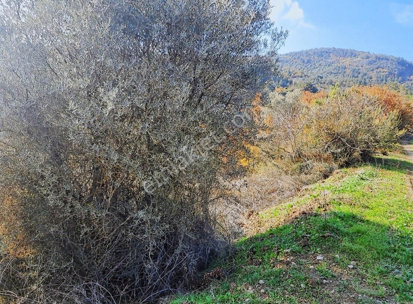 Pamukova Pınarlı Da Muhteşem Konumda Köşe Parsel Zeytin Bahçesi - Görsel 18
