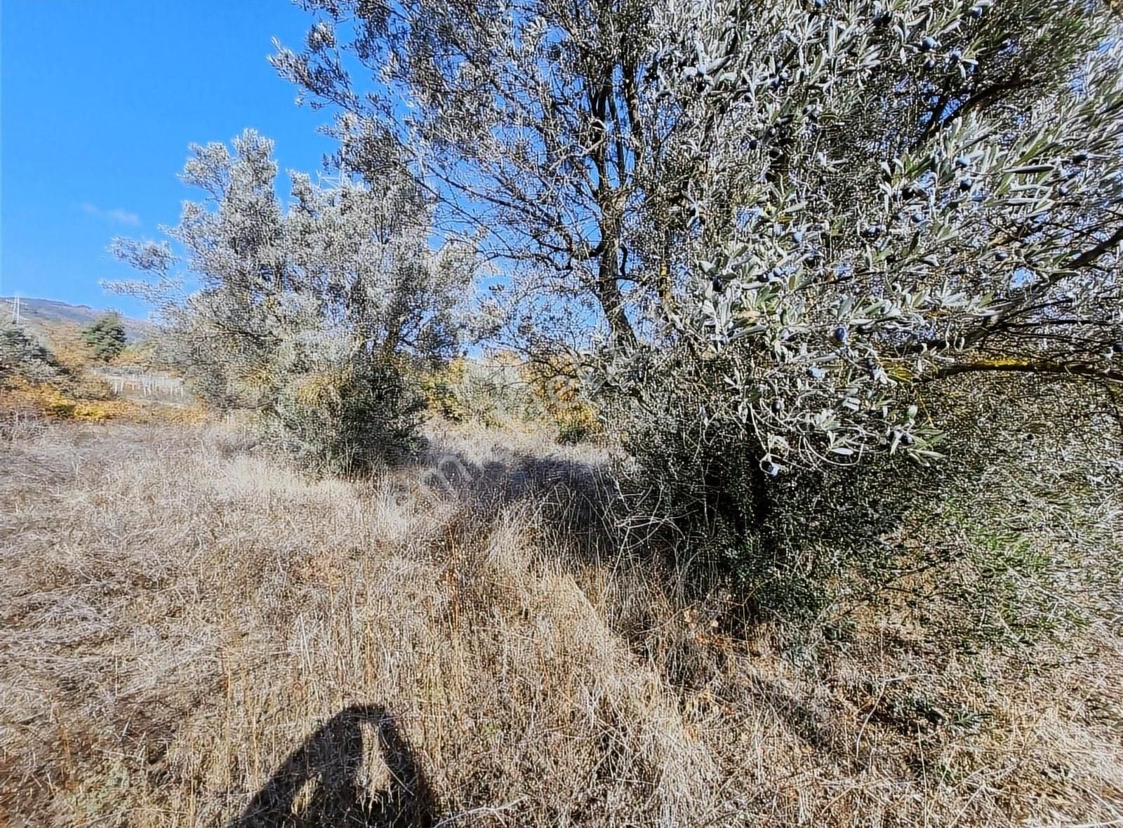 Pamukova Pınarlı Da Muhteşem Konumda Köşe Parsel Zeytin Bahçesi - Görsel 9