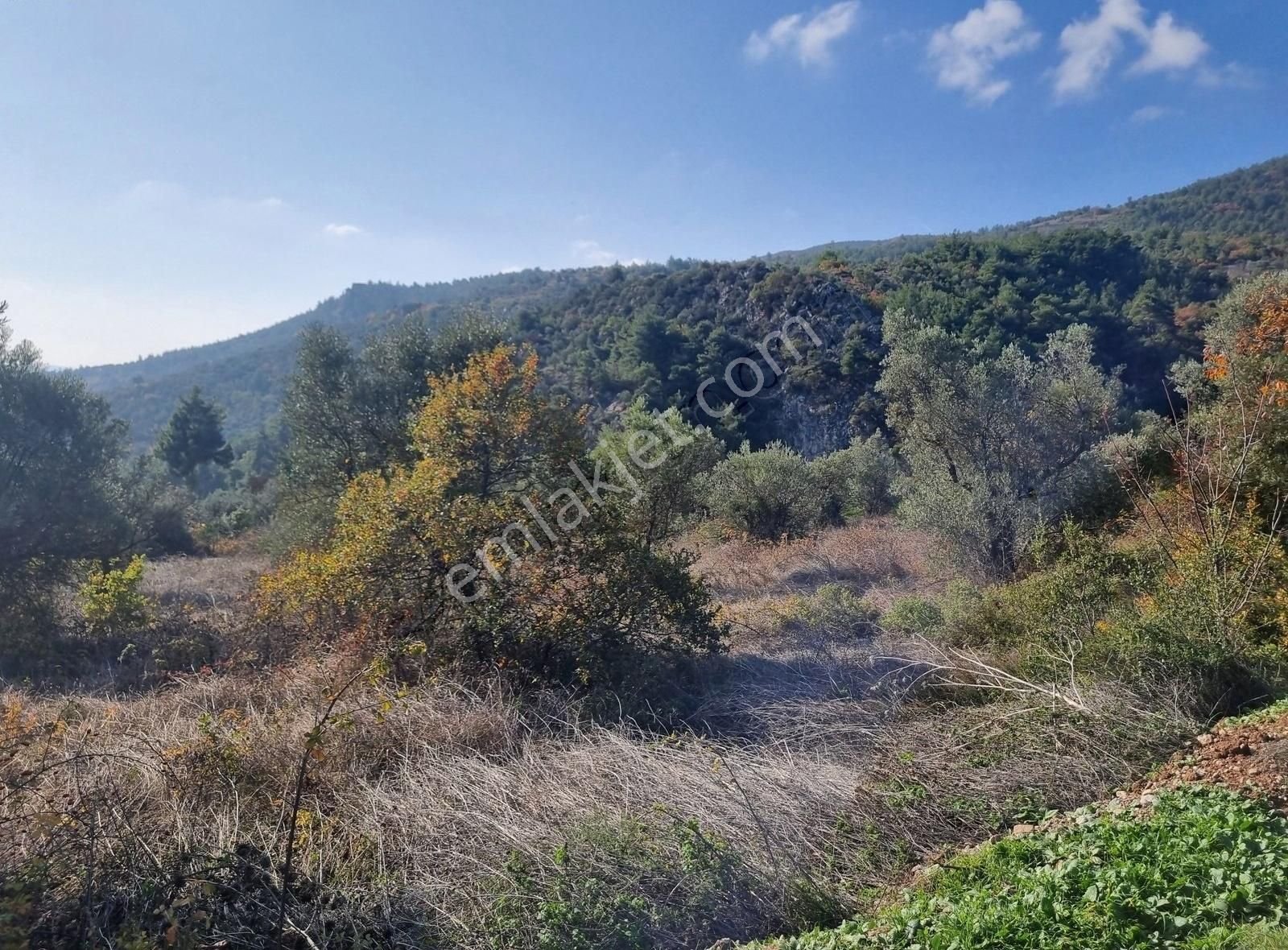 Pamukova Pınarlı Da Muhteşem Konumda Köşe Parsel Zeytin Bahçesi - Görsel 22