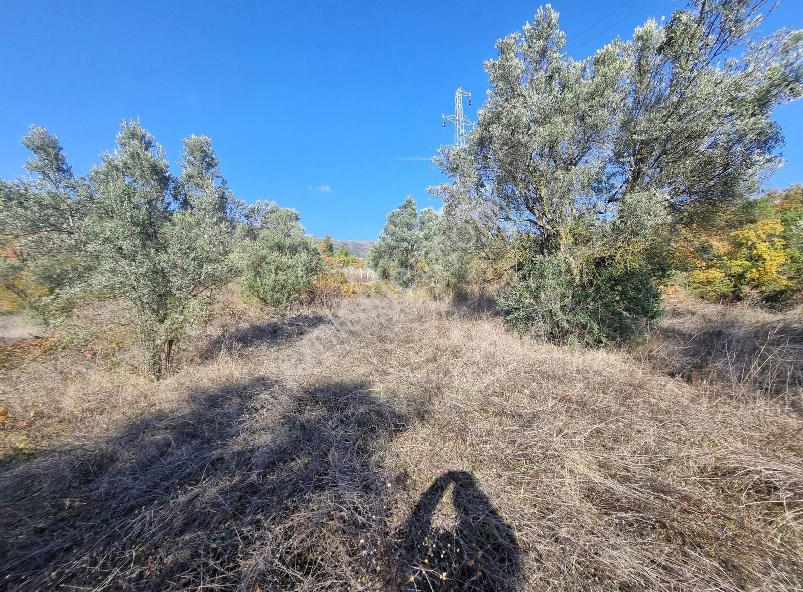 Pamukova Pınarlı Da Muhteşem Konumda Köşe Parsel Zeytin Bahçesi - Görsel 17