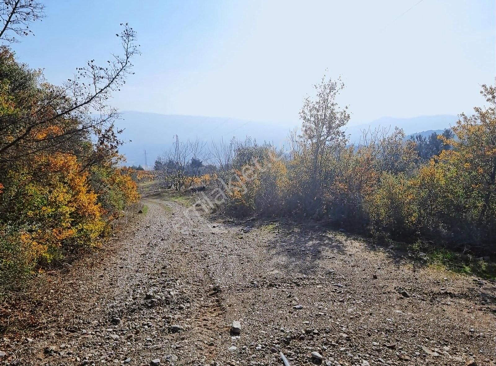 Pamukova Pınarlı Da Muhteşem Konumda Köşe Parsel Zeytin Bahçesi - Görsel 32
