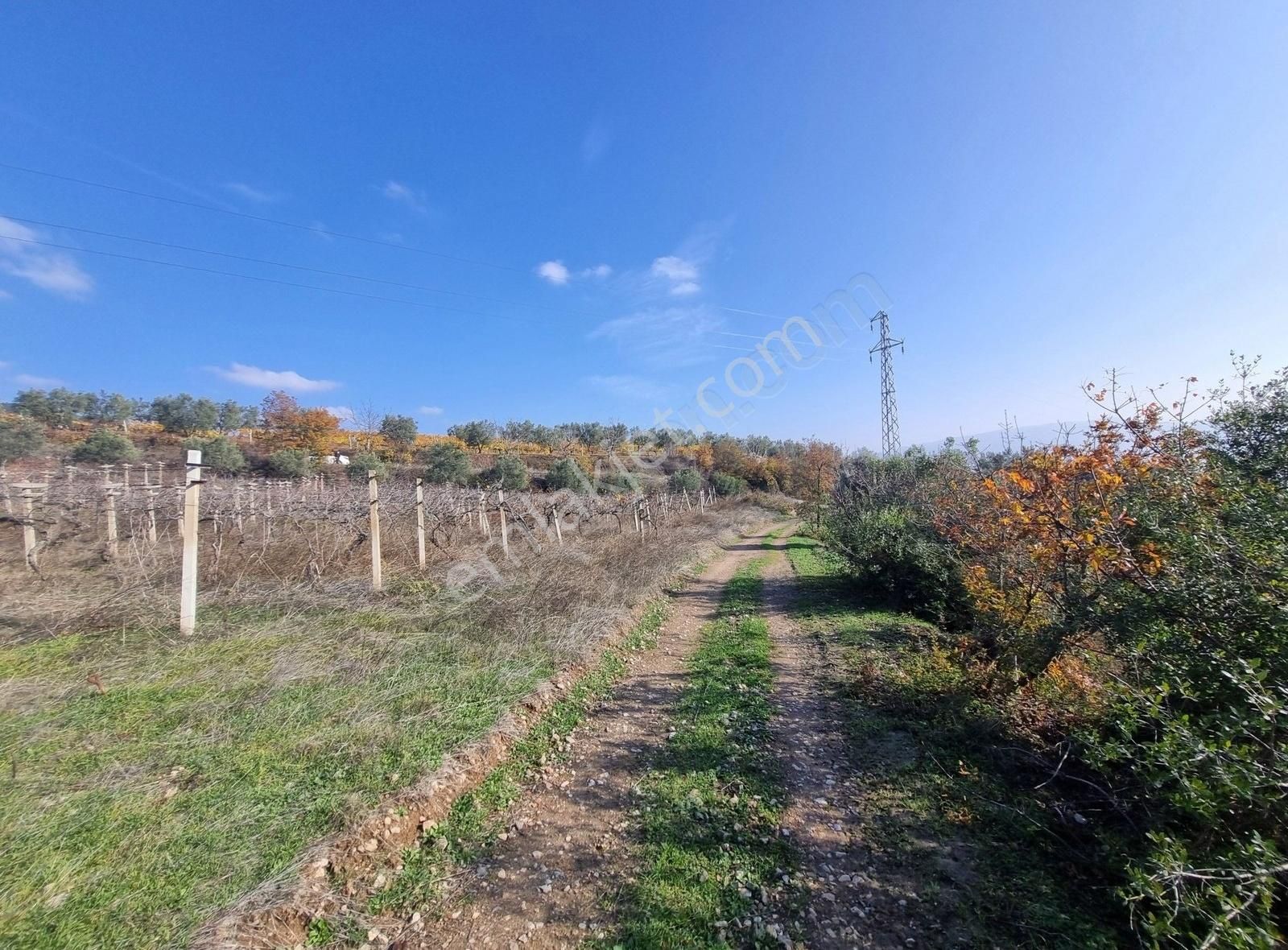 Pamukova Pınarlı Da Muhteşem Konumda Köşe Parsel Zeytin Bahçesi - Görsel 31