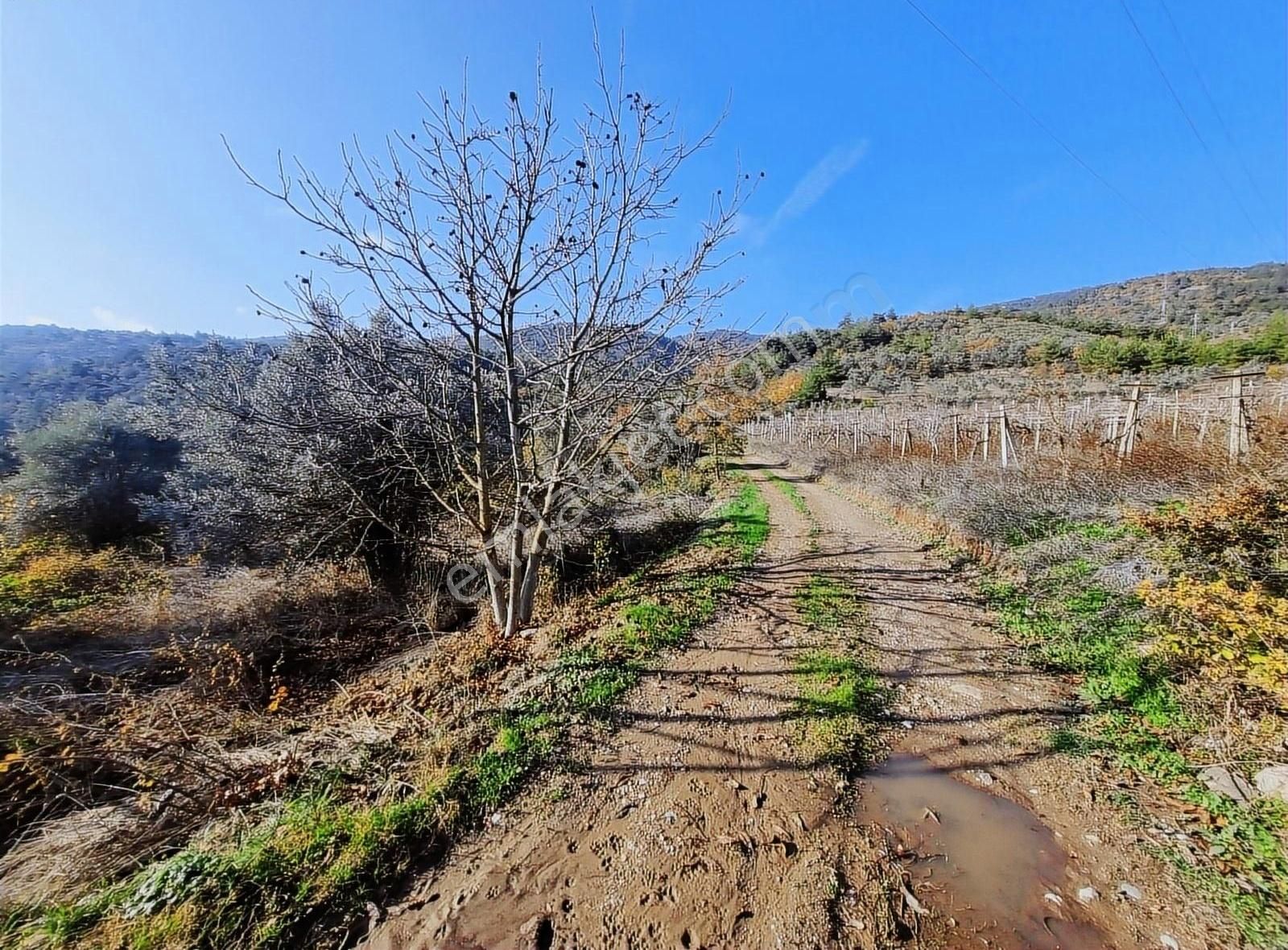 Pamukova Pınarlı Da Muhteşem Konumda Köşe Parsel Zeytin Bahçesi - Görsel 4