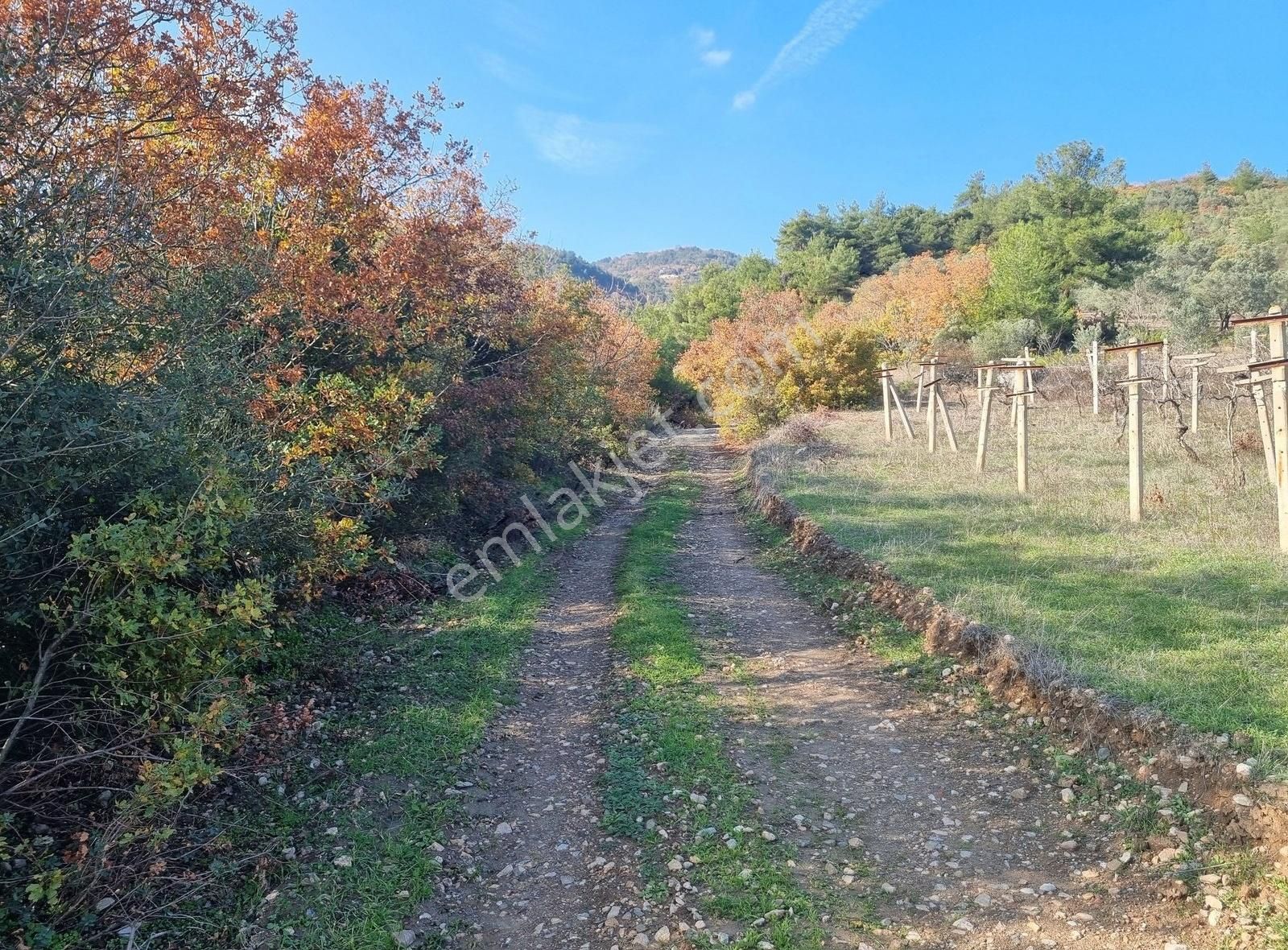Pamukova Pınarlı Da Muhteşem Konumda Köşe Parsel Zeytin Bahçesi - Görsel 6