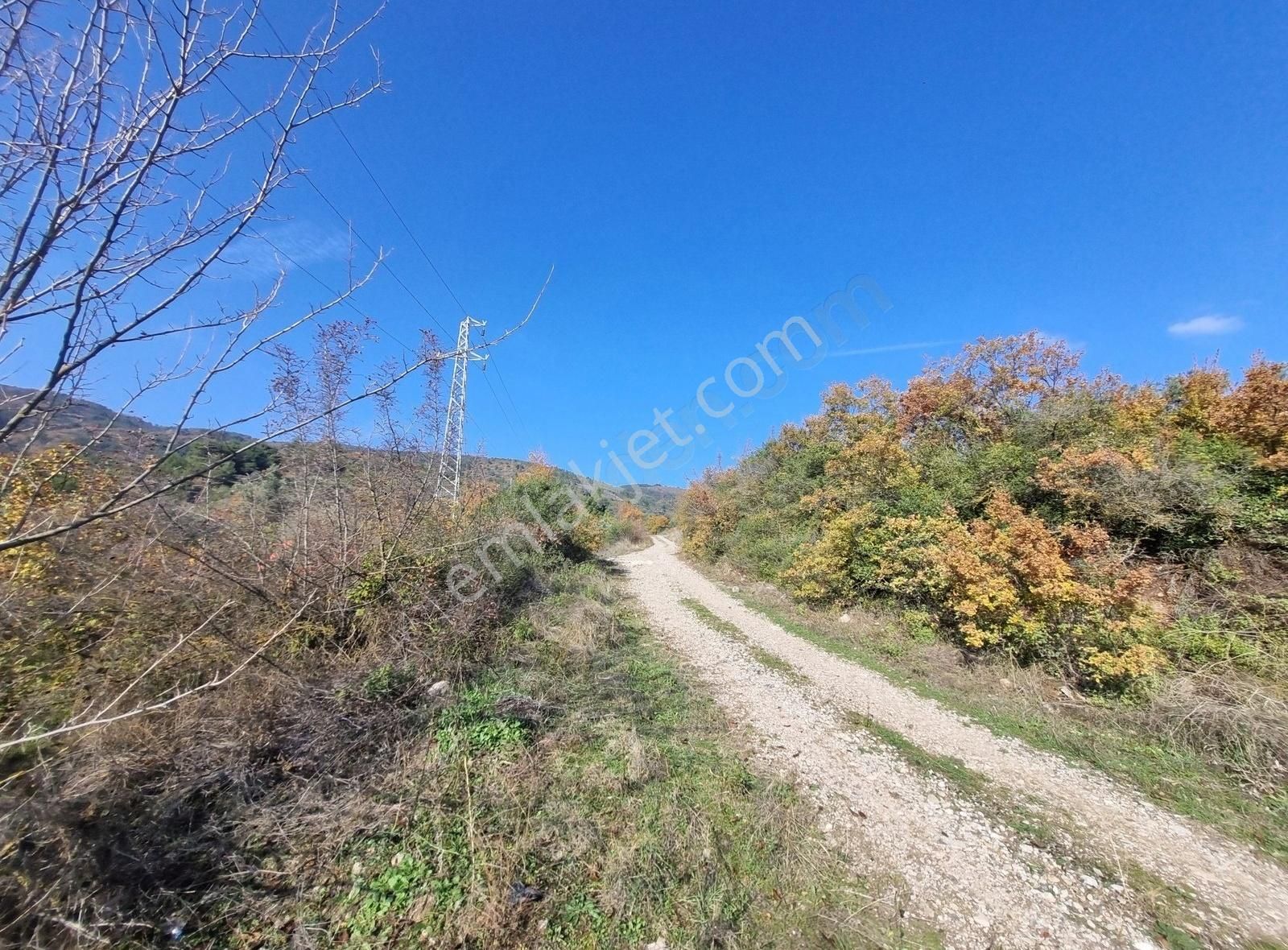 Pamukova Pınarlı Da Muhteşem Konumda Köşe Parsel Zeytin Bahçesi - Görsel 26