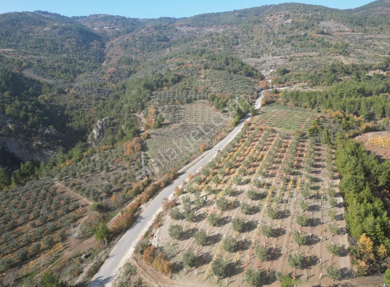 Pamukova Pınarlı Da Muhteşem Konumda Köşe Parsel Zeytin Bahçesi - Görsel 14