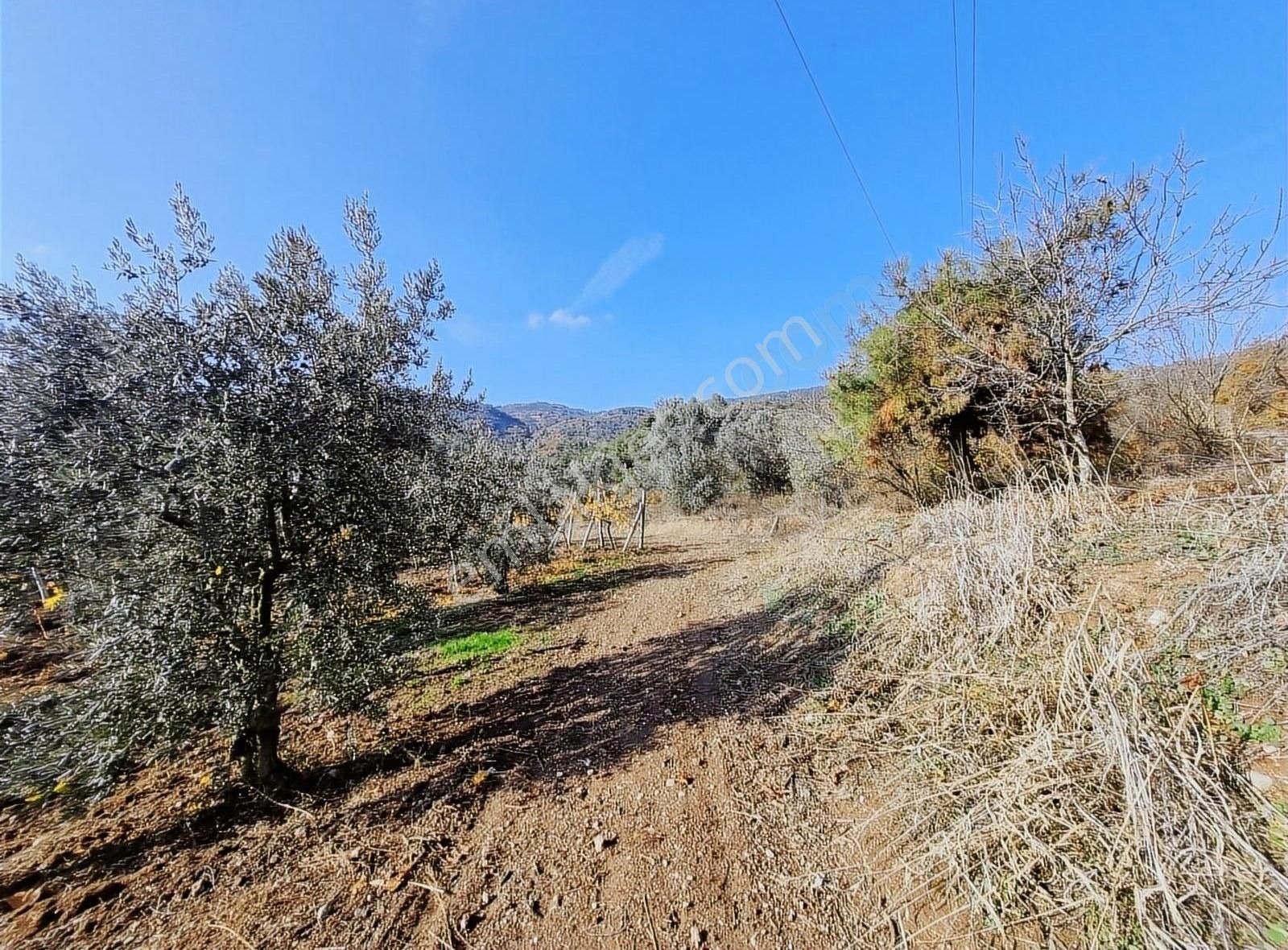 Pamukova Pınarlı Da Muhteşem Konumda Köşe Parsel Zeytin Bahçesi - Görsel 24