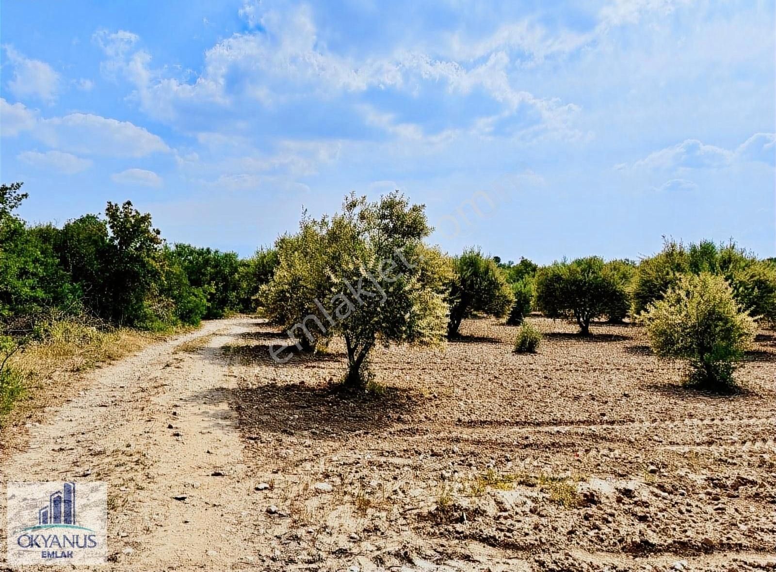 Saruhanlı Kepenekli Satılık Zeytinlik Kepenekli De 7.600 M2 Zeytinlik , Köye 500 Mt