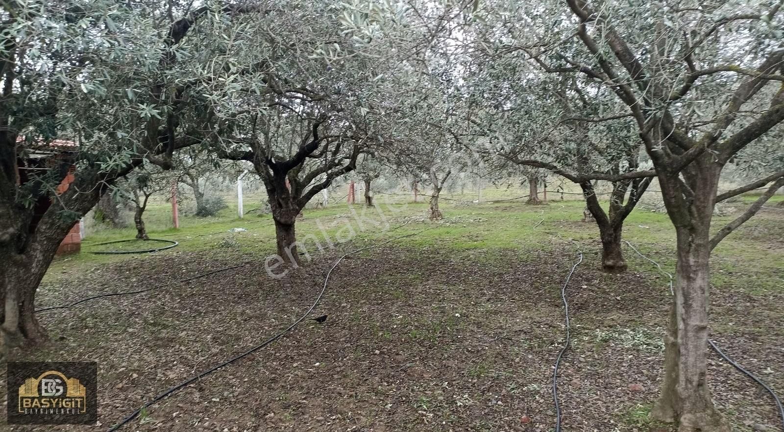 Efendi Mh.imara 900 M.2638m² Suyu Elkt. Ve Evi Olan Hobi Bahçesi - Görsel 9