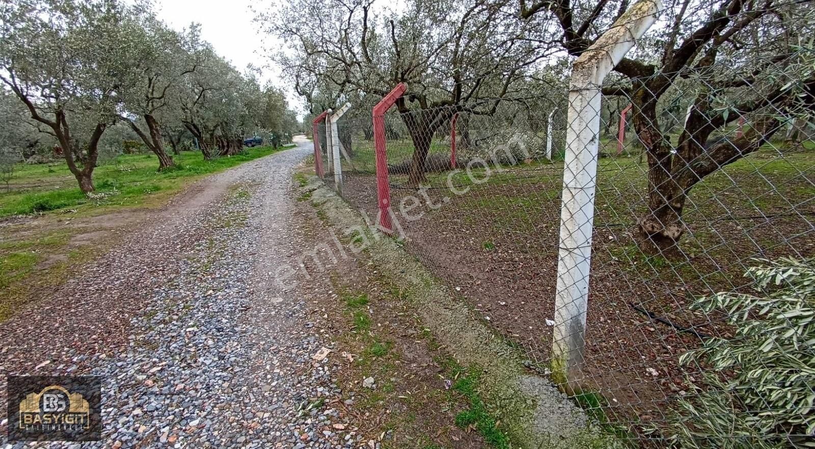 Efendi Mh.imara 900 M.2638m² Suyu Elkt. Ve Evi Olan Hobi Bahçesi - Görsel 4