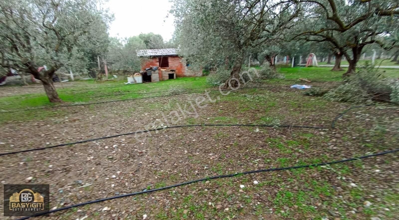 Efendi Mh.imara 900 M.2638m² Suyu Elkt. Ve Evi Olan Hobi Bahçesi - Görsel 11