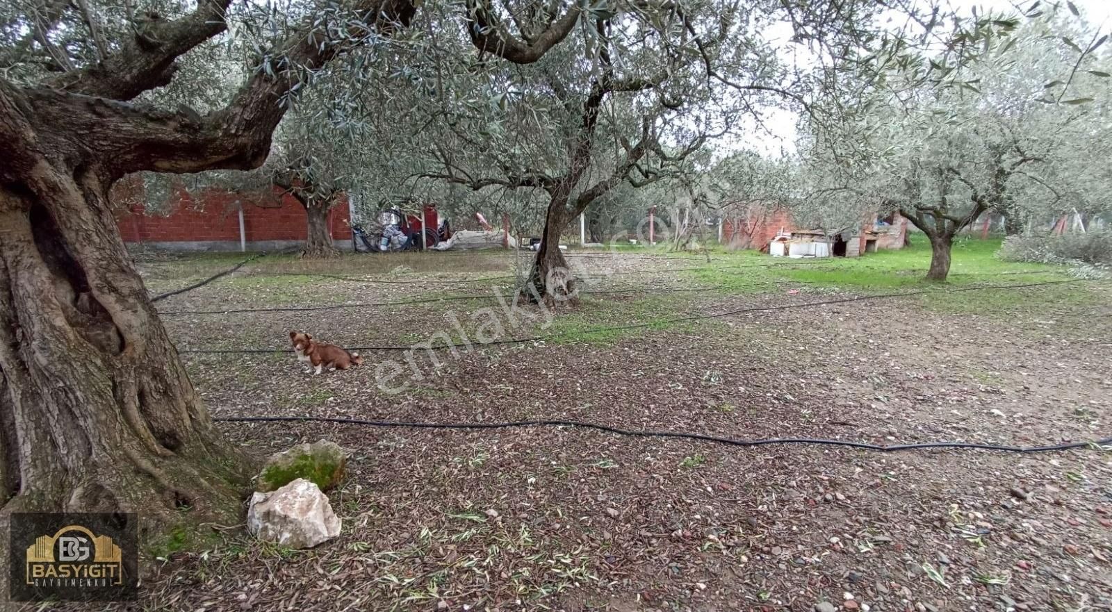 Efendi Mh.imara 900 M.2638m² Suyu Elkt. Ve Evi Olan Hobi Bahçesi - Görsel 13