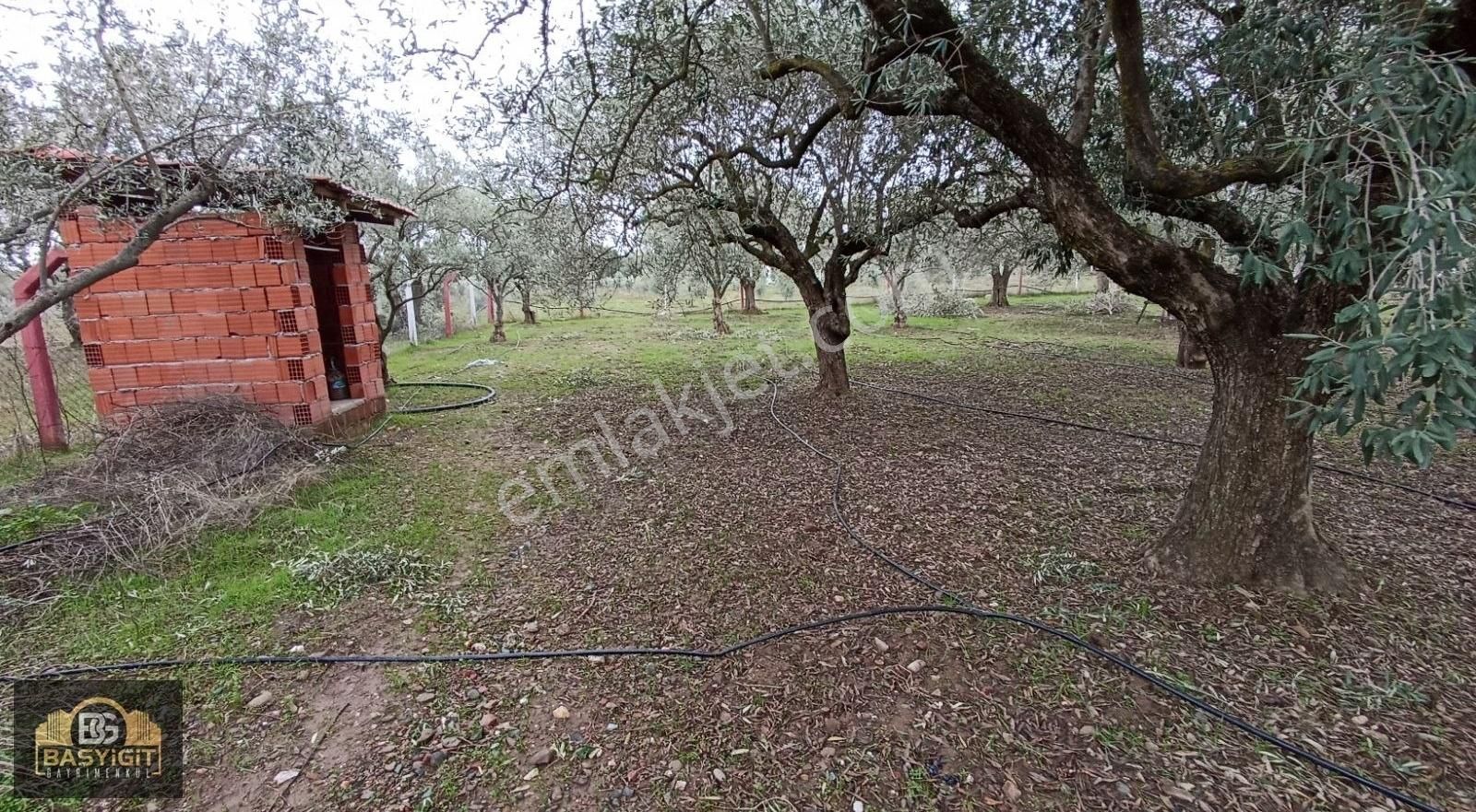 Efendi Mh.imara 900 M.2638m² Suyu Elkt. Ve Evi Olan Hobi Bahçesi - Görsel 5