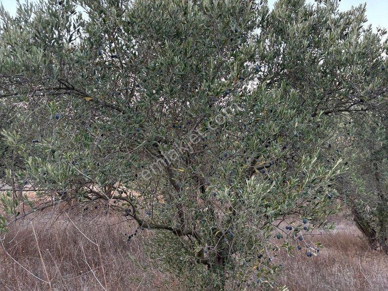 Bülent Ateşci'den 20808 M2 Tarla-zeytinlik - Görsel 3