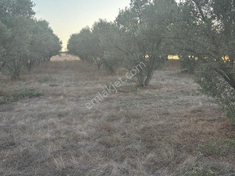 Bülent Ateşci'den 20808 M2 Tarla-zeytinlik - Görsel 4