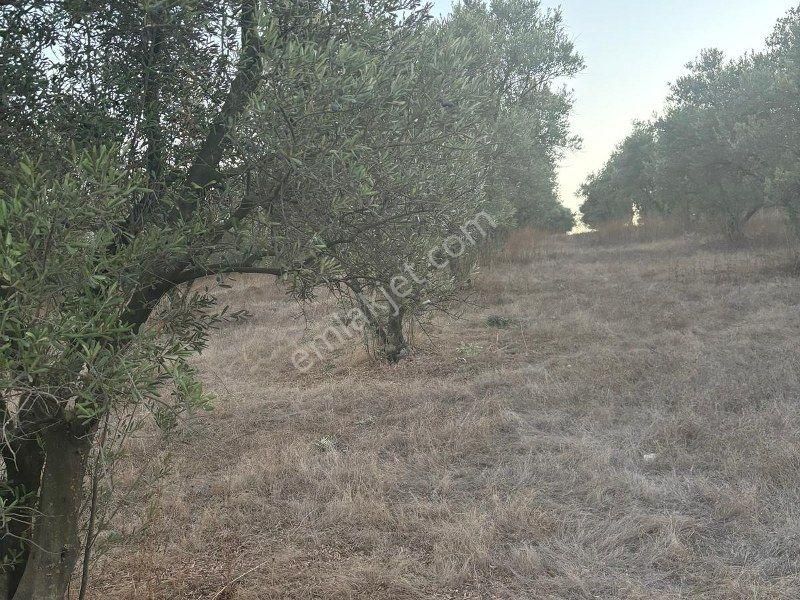 Bülent Ateşci'den 20808 M2 Tarla-zeytinlik - Görsel 5