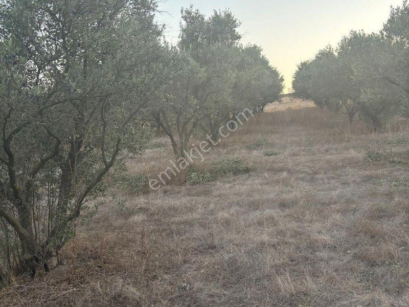 Bülent Ateşci'den 20808 M2 Tarla-zeytinlik - Görsel 9