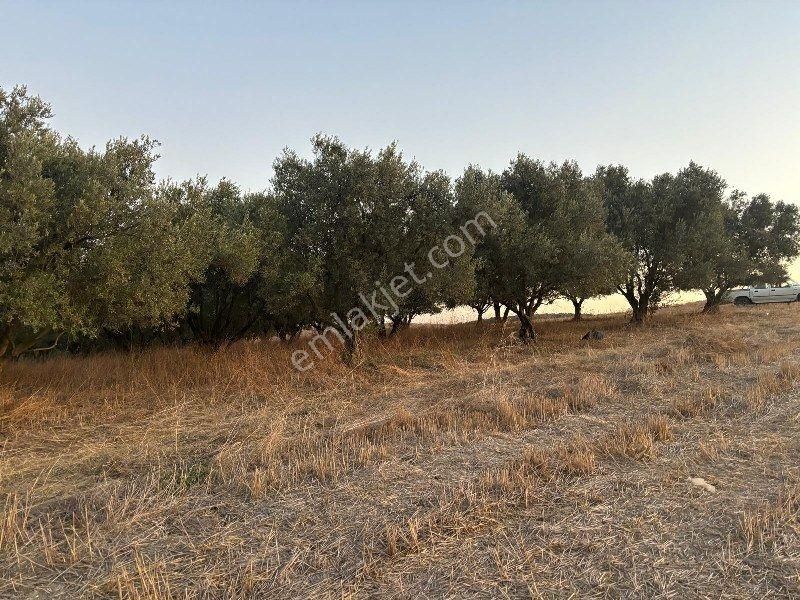 Bülent Ateşci'den 20808 M2 Tarla-zeytinlik - Görsel 7