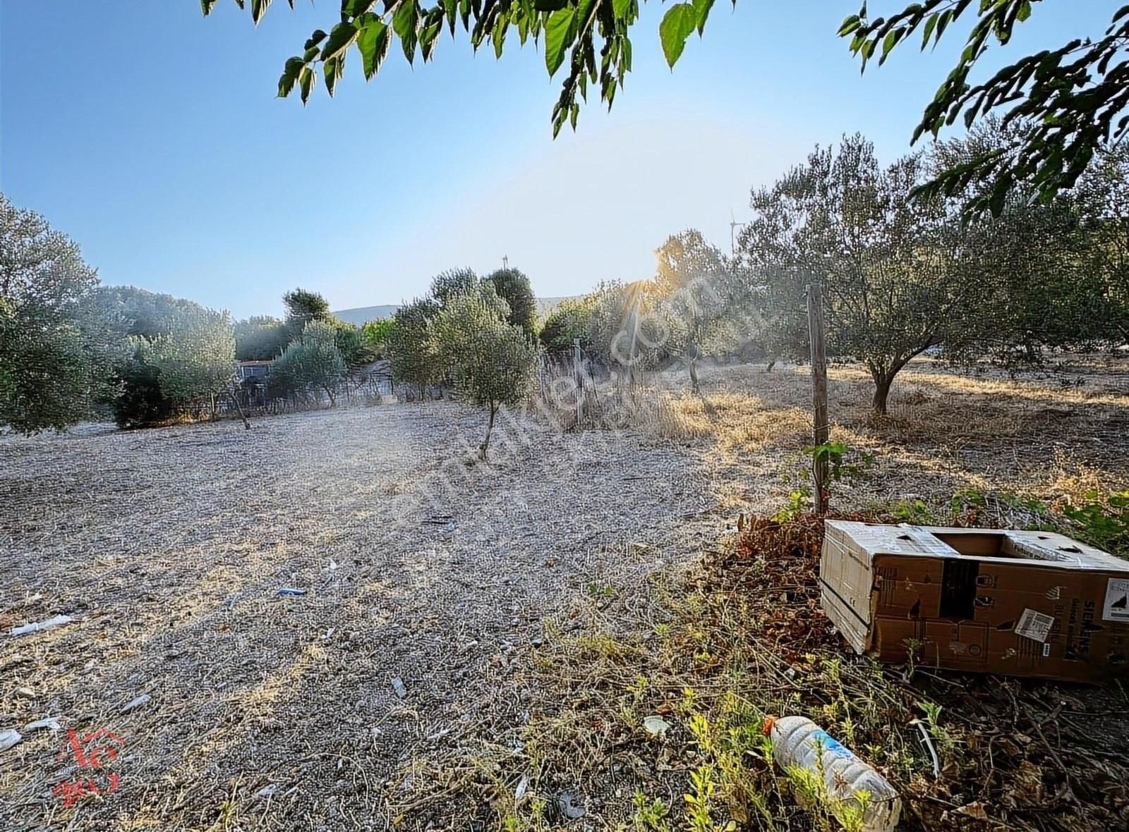 Çeşme Alaçatı Satılık Tarla Alaçatı Kerimoğlu Mevkiinde Kadastral Yolu Olan Fırsat Arazi