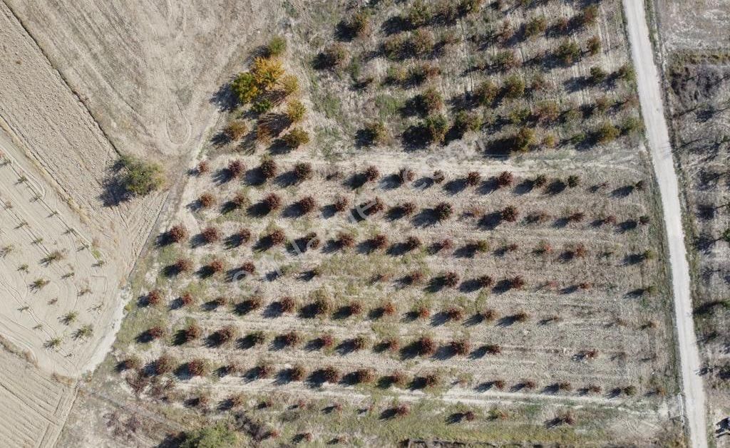 Bucak Gündoğdu Köyü (Yeni) Satılık Bağ & Bahçe Bucak Gündoğdu Satılık Armut Bahçesi