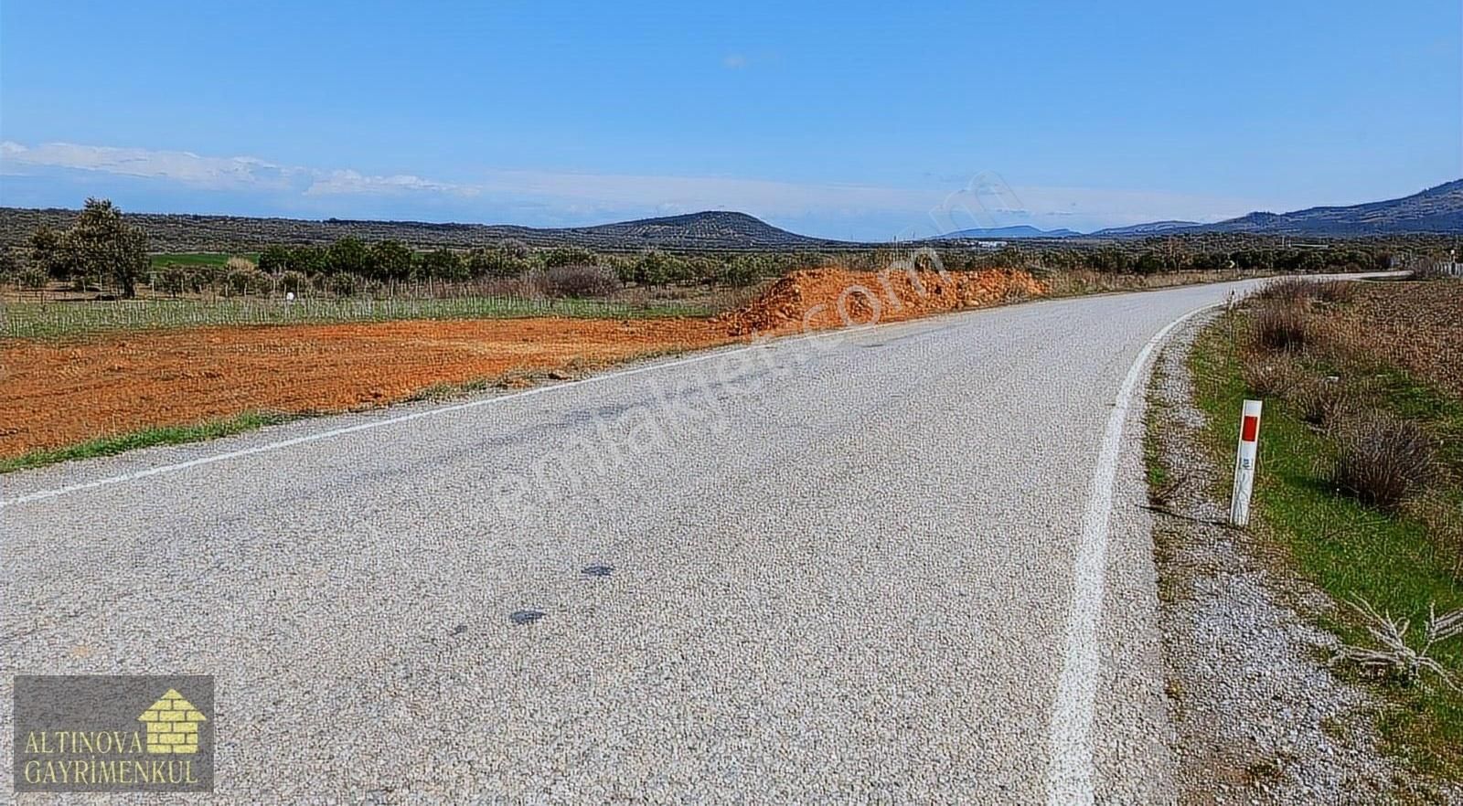 Ayvalık Türközü Satılık Zeytinlik Asfalta Cepheli Satılık Müstakil Tapulu