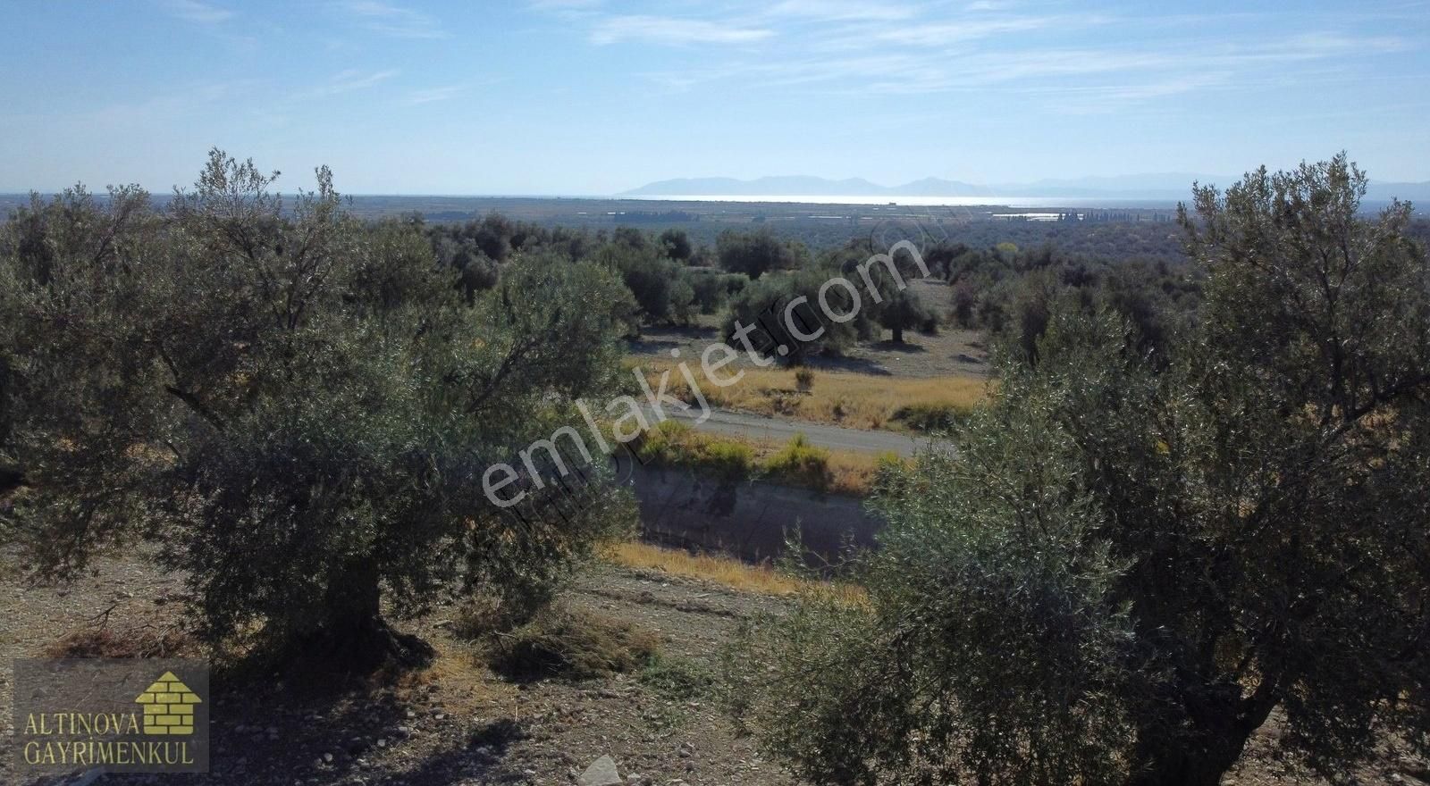 Ayvalık Kazım Karabekir Satılık Zeytinlik Deniz Manzaralı Ulaşımı Rahat Küçük Parça Satılık Zeytinlik.