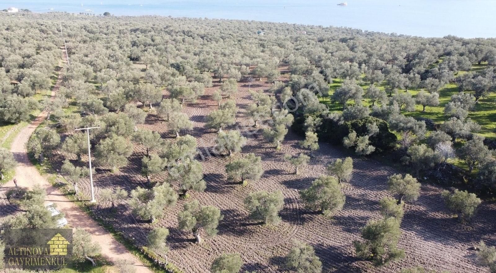 Ayvalık Namık Kemal Satılık Zeytinlik Üç Kuyular Mevkiinde Satılık Zeytinlik