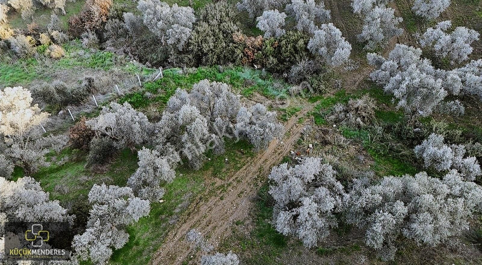 Ödemiş Ovakent Satılık Zeytinlik Küçük Menderes'ten Ovakent Mah. Satılık Zeytinlik