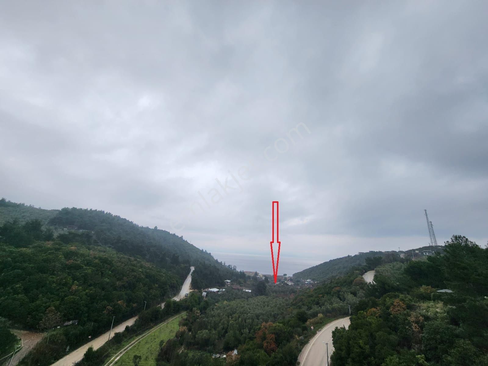 Dialog Skala'dan Mudanya Altıntaş'ta Zeytinlik