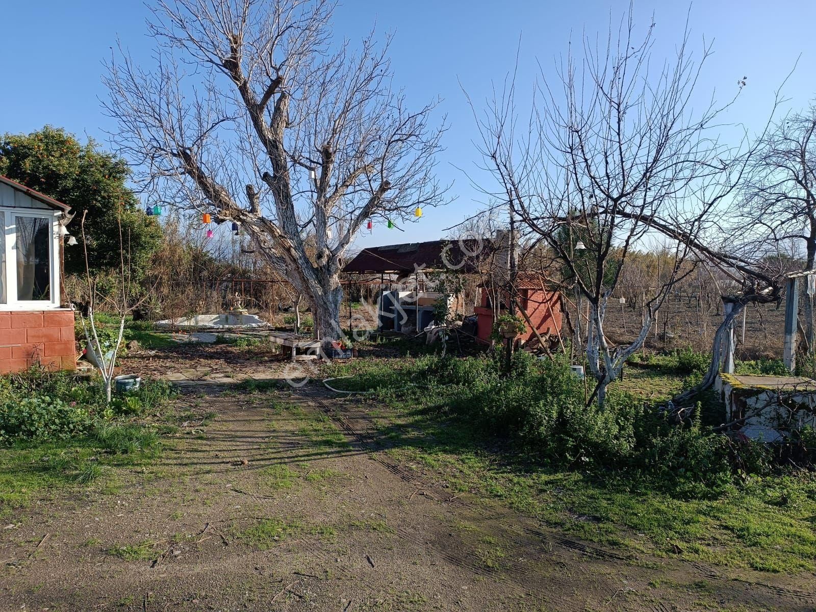 Nazilli İsabeyli Satılık Bağ & Bahçe İsabeylide 6747 M2 Satıkık Arsa