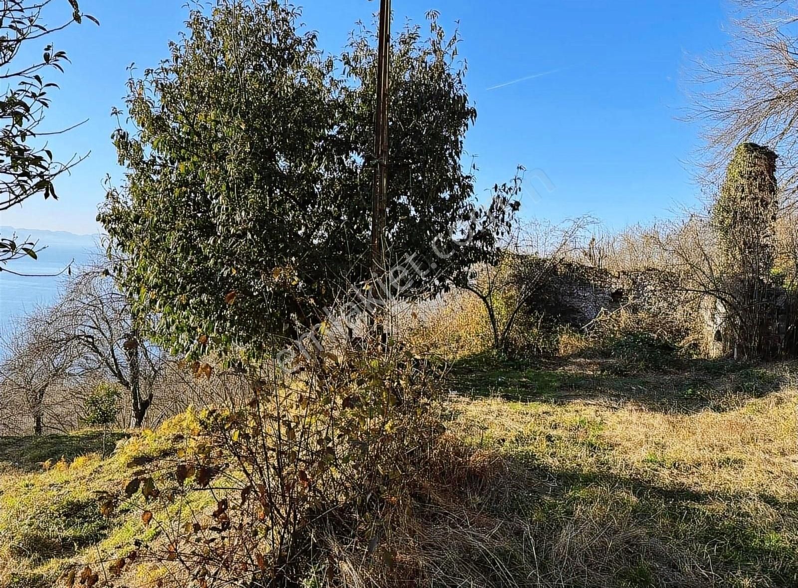 Yalıköy Merkezde İmarlı Satılık Fındık Bahçesi - Görsel 2