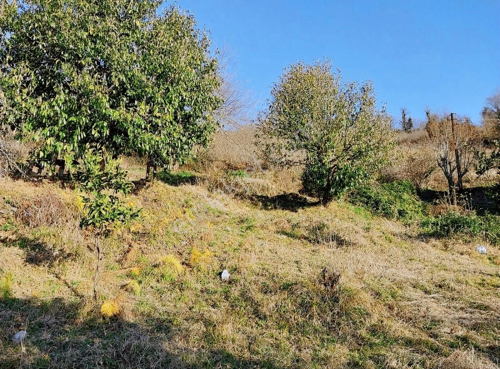 Yalıköy Merkezde İmarlı Satılık Fındık Bahçesi - Görsel 4