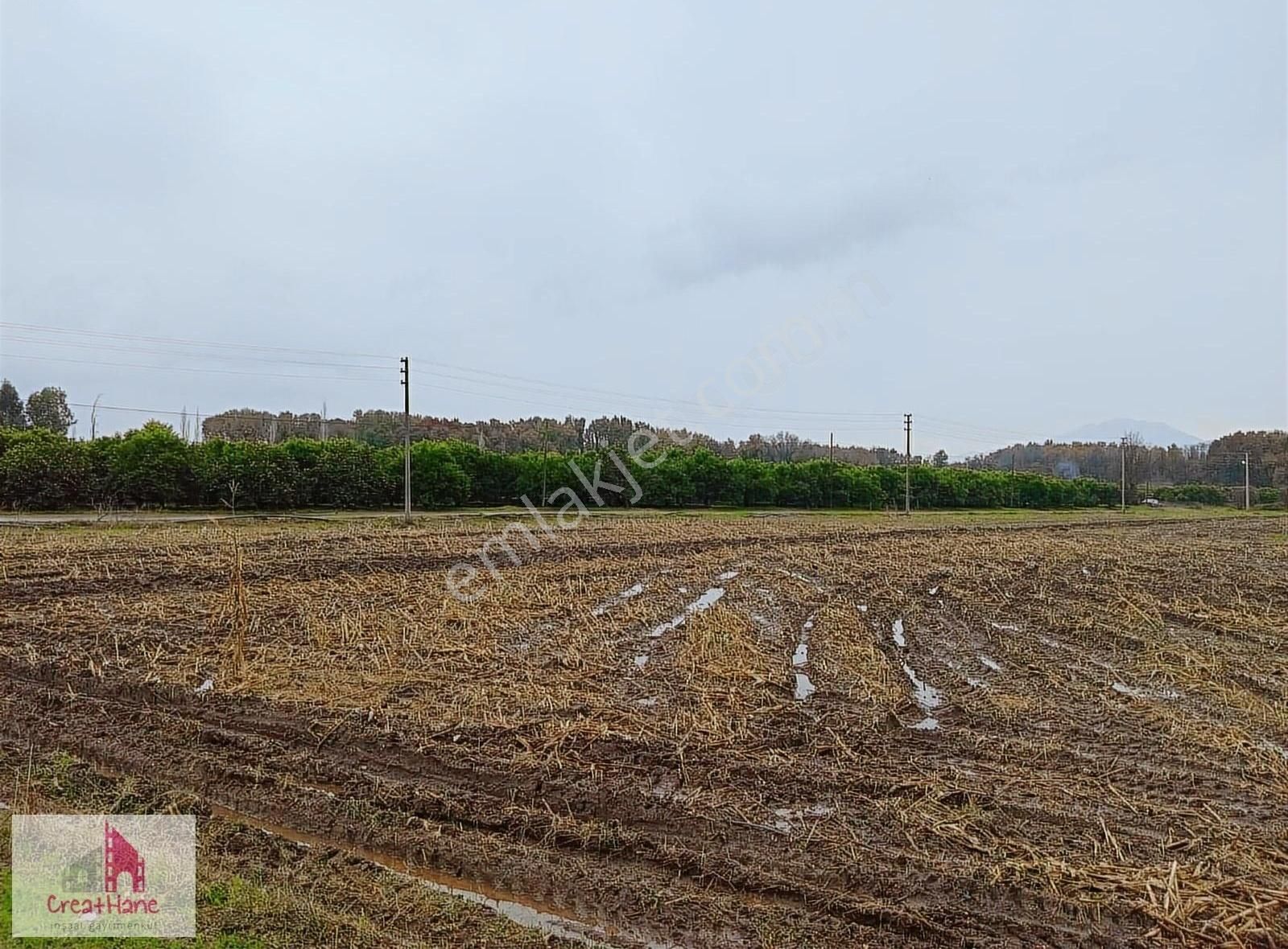 Köyceğiz Toparlar Satılık Tarla Yetkili Ofis - Toparlar'da 6100 M2 Sığla Ormanı Ve Yol Cepheli