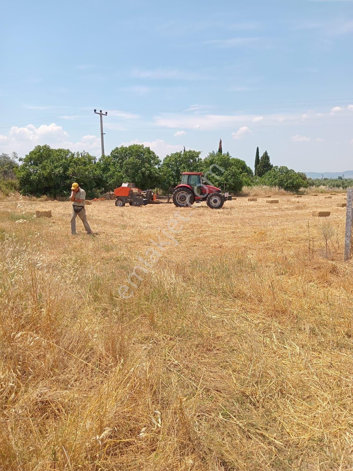 Tire Cumhuriyet Satılık Bağ & Bahçe Tire Eskioba Köyünde Satılık Arazi