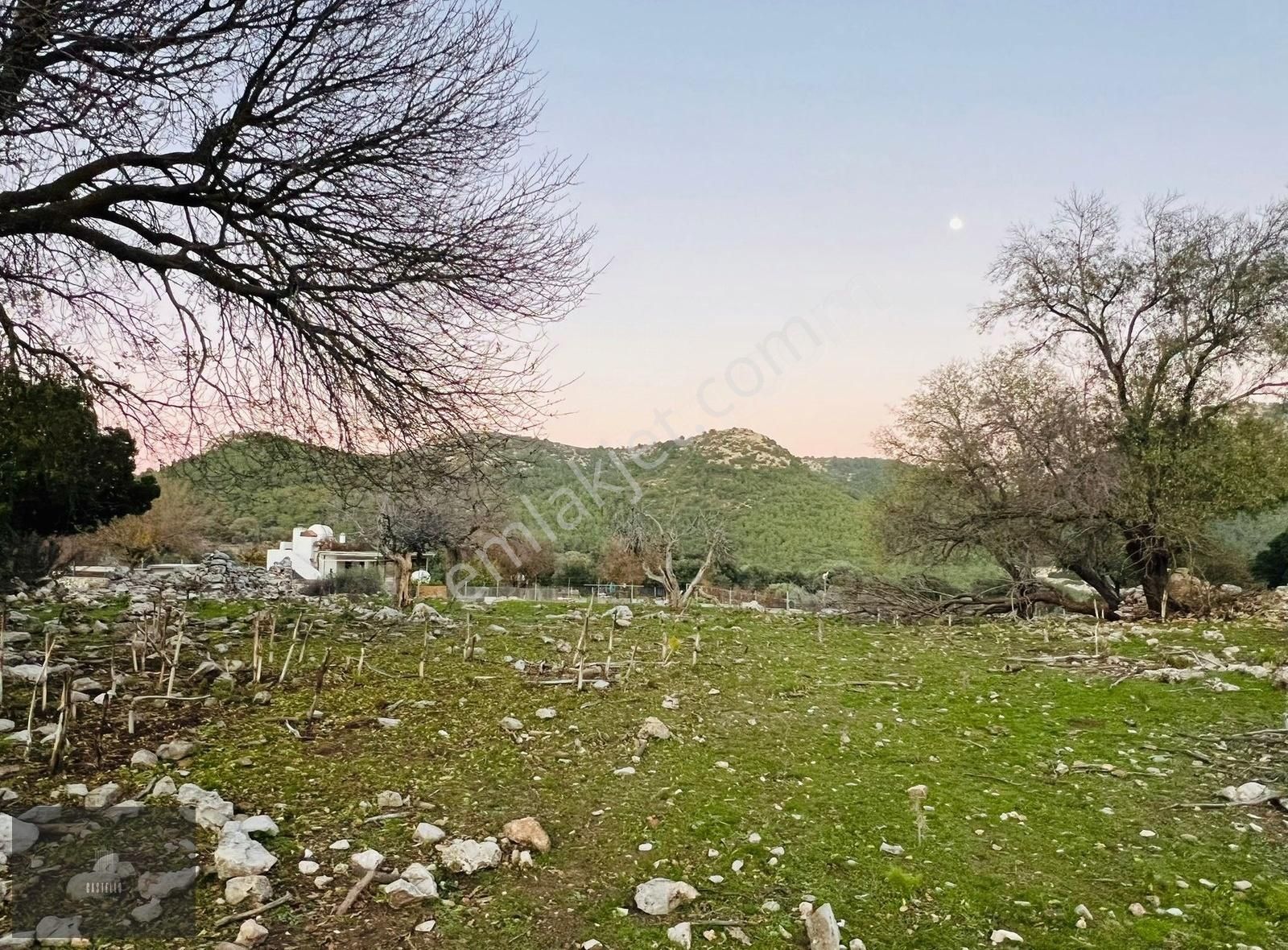 Bodrum Dağbelen Satılık Tarla Yalıkavak Dağbelen'de Satılık Zeytinli Tarla