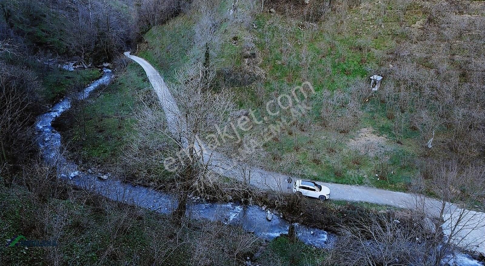 Akyazı Taşburun Satılık Bağ & Bahçe Mevlana Emlaktan Taşburun'da 1948 M² Fındık Bahçesi