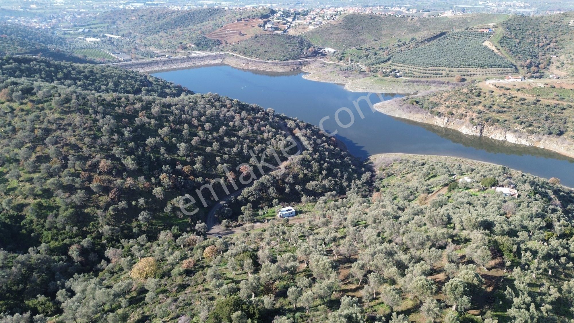 Seferihisar Ulamış Satılık Zeytinlik Seferihisar Ulamış'ta Satılık 2 Dönüm Zeytinlik