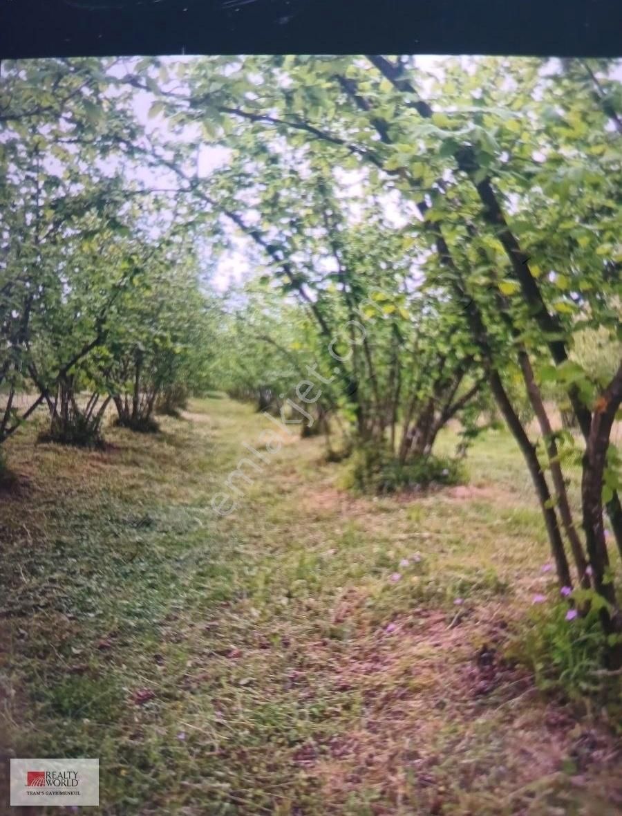 Kandıra Sinanlıbilallı Satılık Tarla Ana Yol Kenarı Asfalt Cephe Tarla