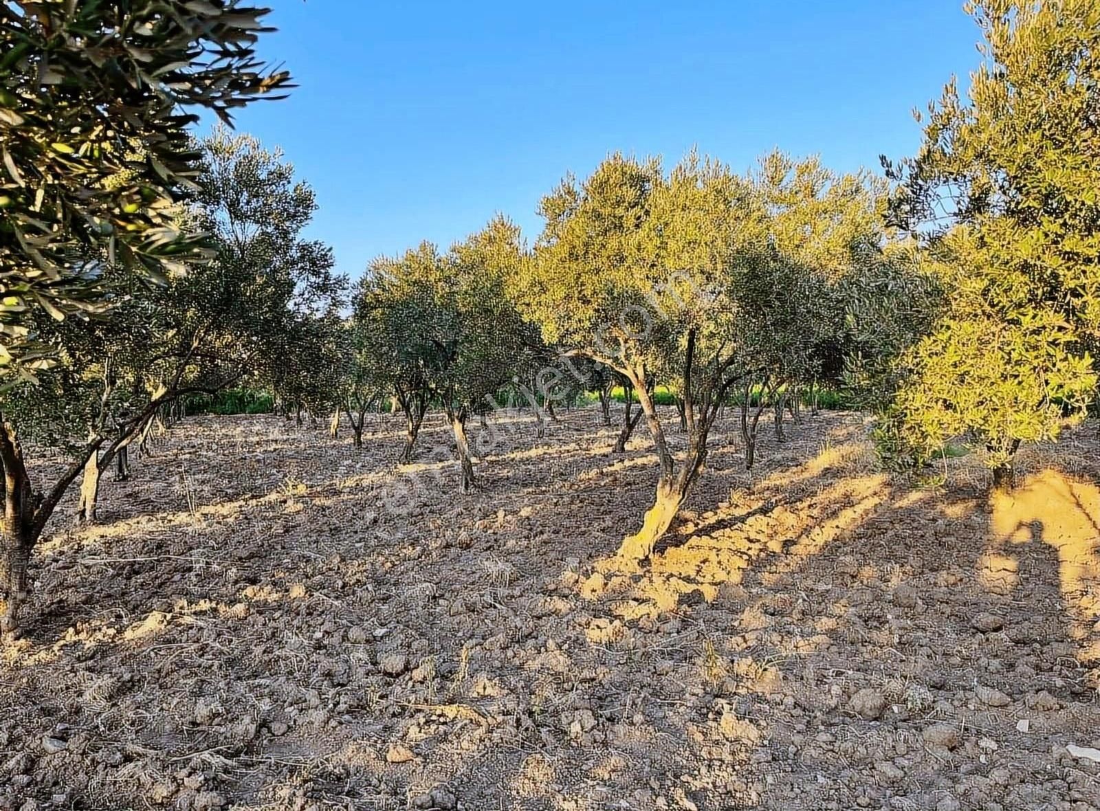 Bergama Bölcek Satılık Tarla Bergama Bölcek Asfalt Kenarı Satılık Zeytinlik