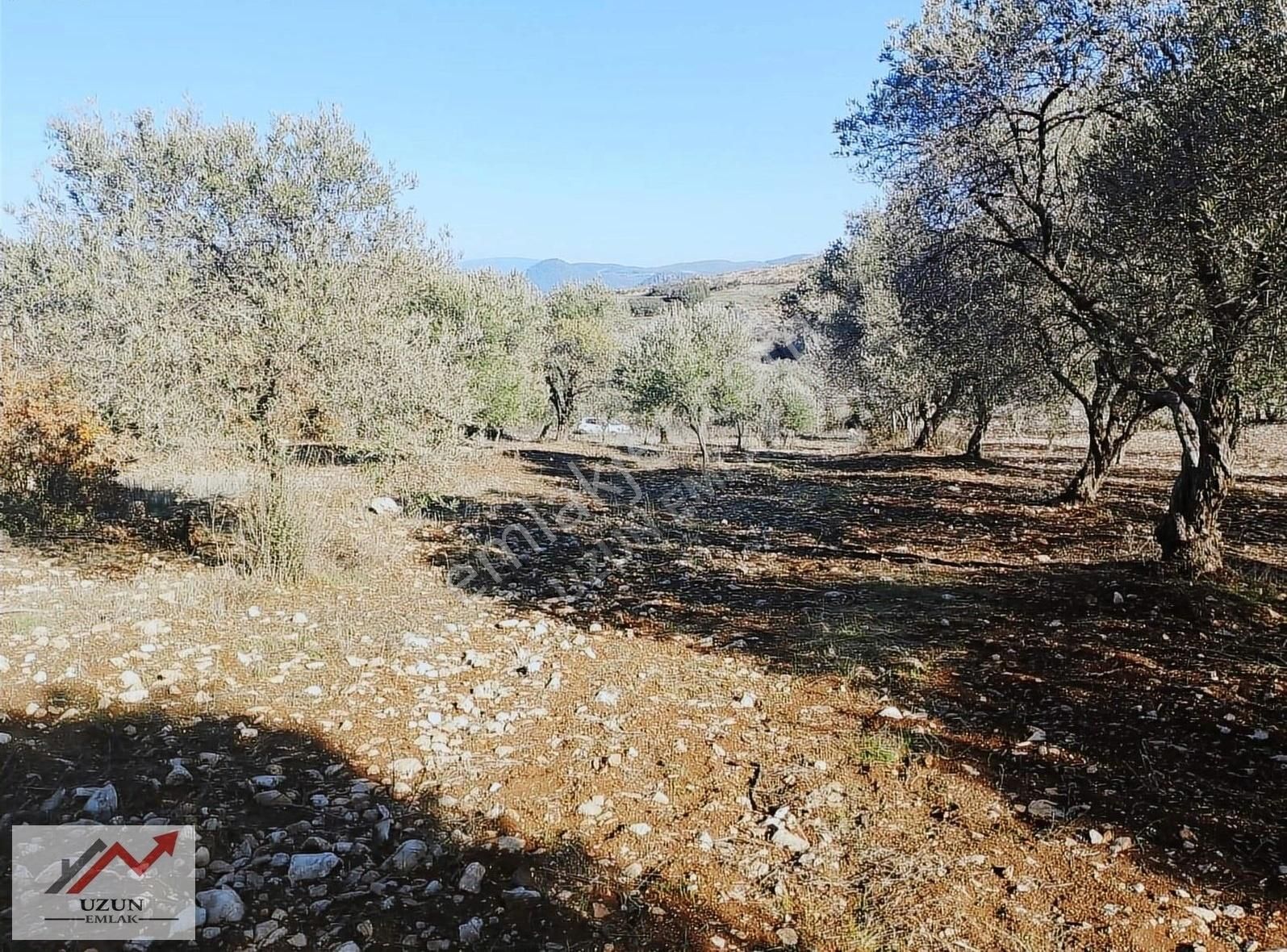 Manisa Saruhanlı Satılık Zeytinlik Uzun Emlak'tan Satılık Zeytinlik ( Köye 200 Metre Mesafede )