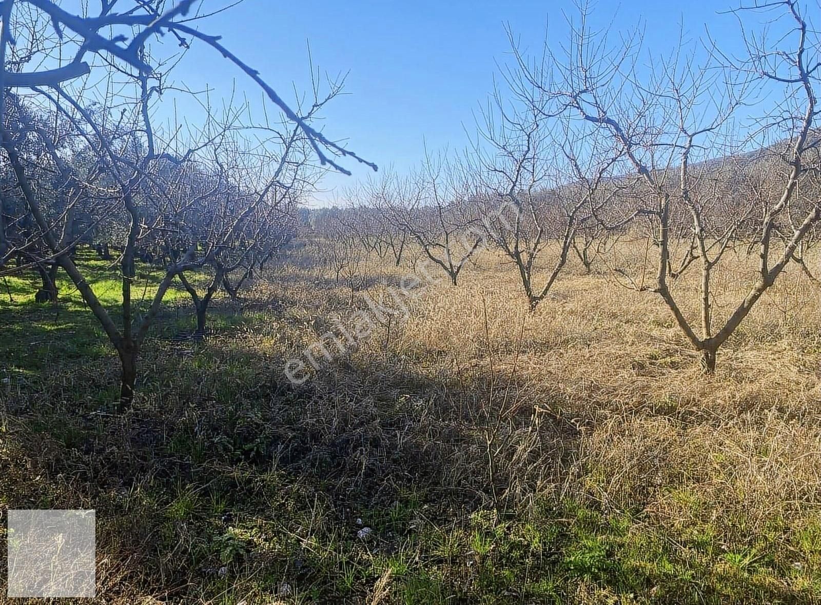 İznik Dereköy Satılık Tarla Dereköy Yoluna Cepheli Şeftali Bahçesi