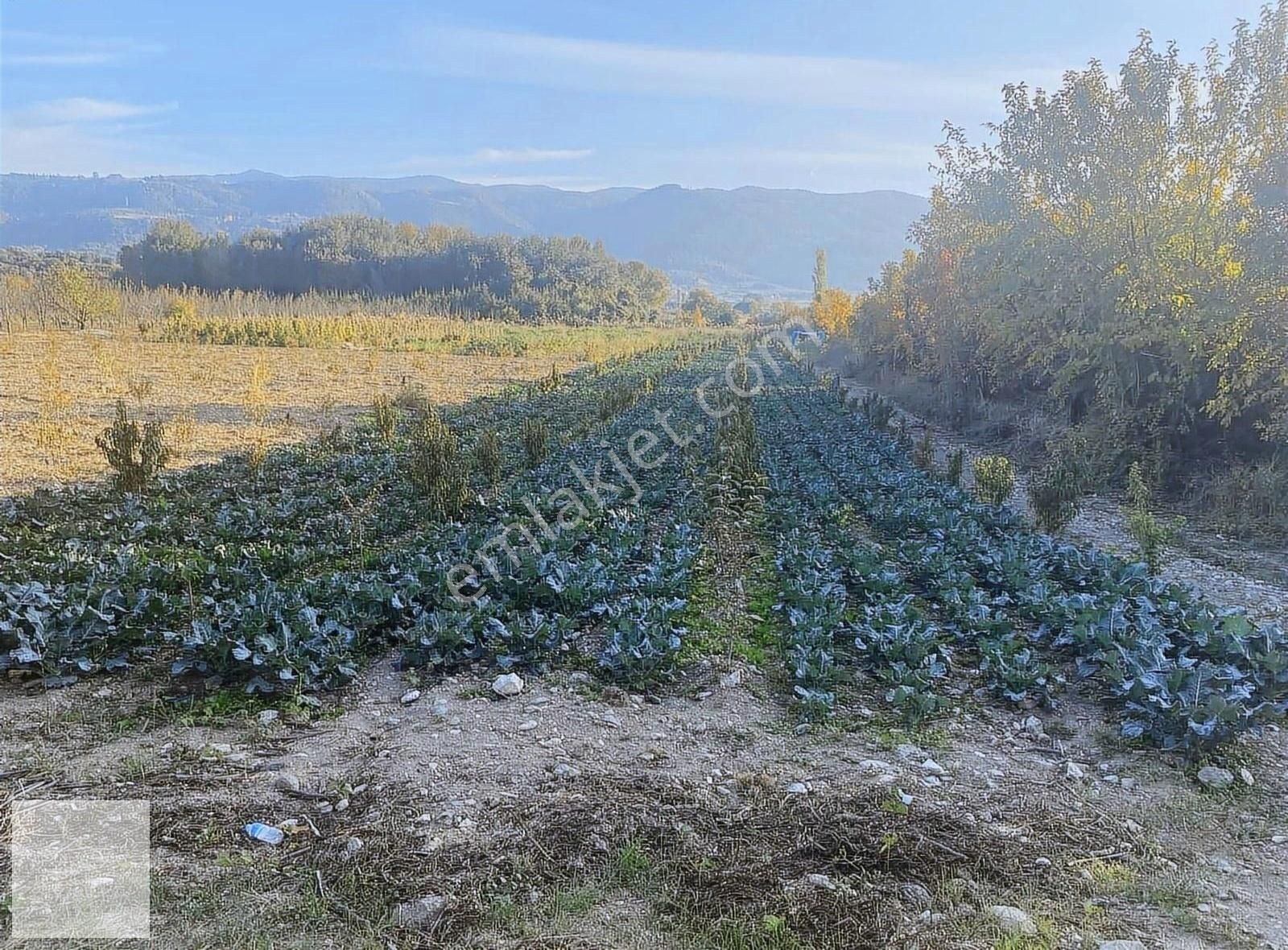 İznik Çiçekli Satılık Bağ & Bahçe Çiçekli Köyü Tapulu Meyva Bahçesi