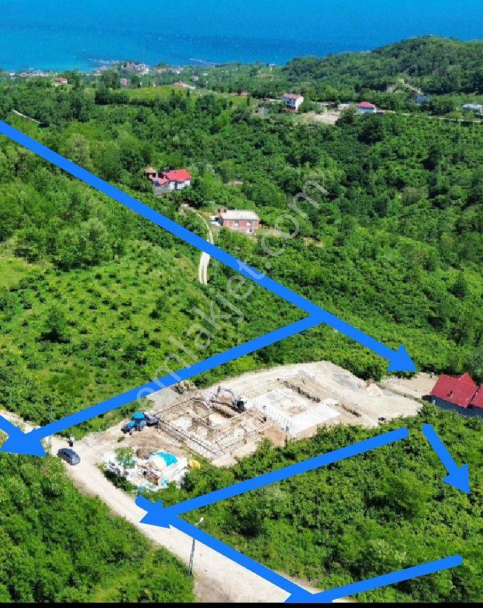 Perşembe Caytepe 10542m2 İmarlı Bahçe