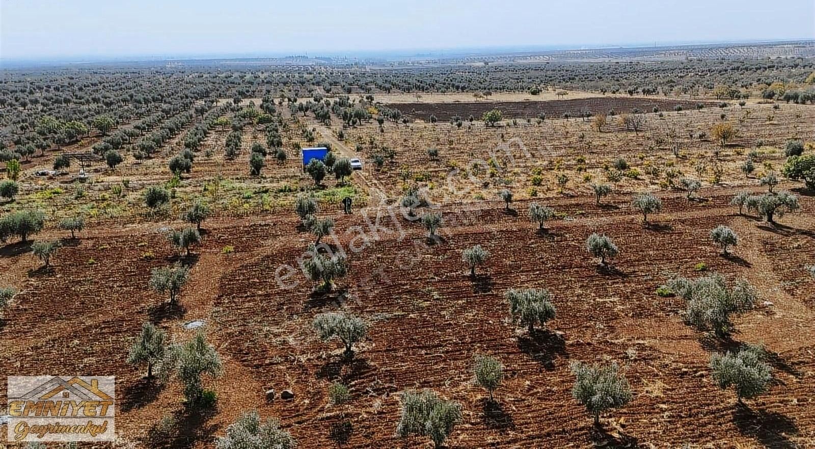 Kilis Merkez Necmettin Erbakan Satılık Zeytinlik Emniyet Gayrimenkul Necmettin Erbakanda Satlık Zeytinlik 5330 M2