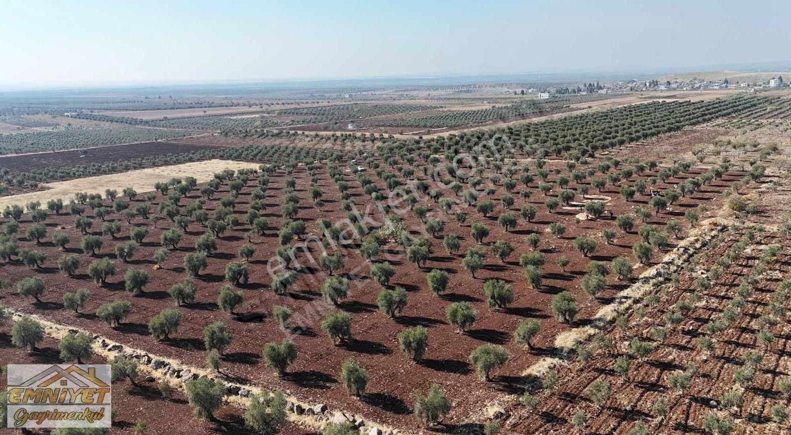 Kilis Merkez Oylum Satılık Zeytinlik Emniyet Gayrimenkul Satlık Oylumda 30 Dönüm 300 Ağaç Zeytinlik