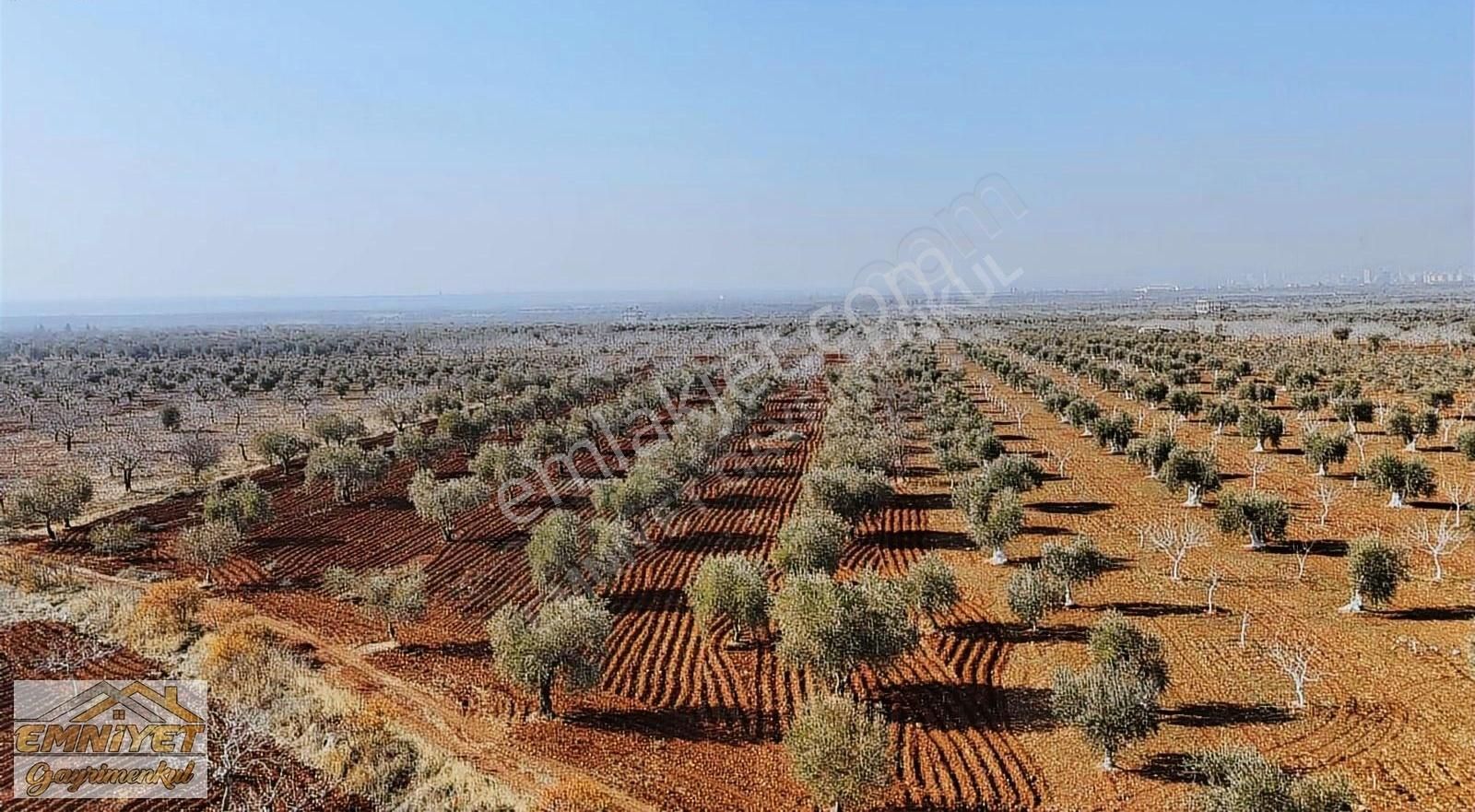 Kilis Merkez Mehmet Rıfat Kazancıoğlu Satılık Zeytinlik Emniyet Gayrimenkul Satlık Dolce Vita Arka Tarafında Zeytinlik