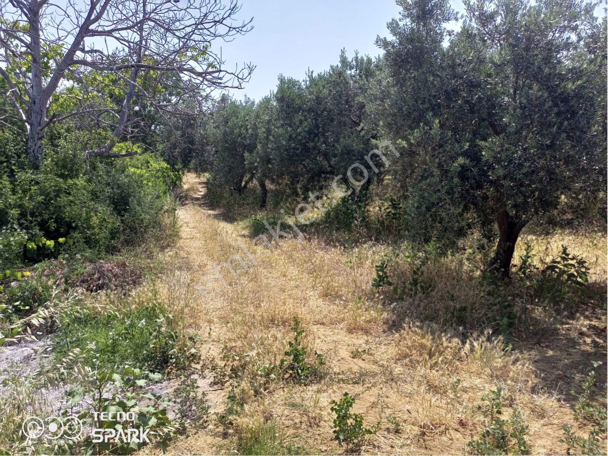 Şarköy Gaziköy Satılık Zeytinlik Deniz Manzaralı Zeytinlik