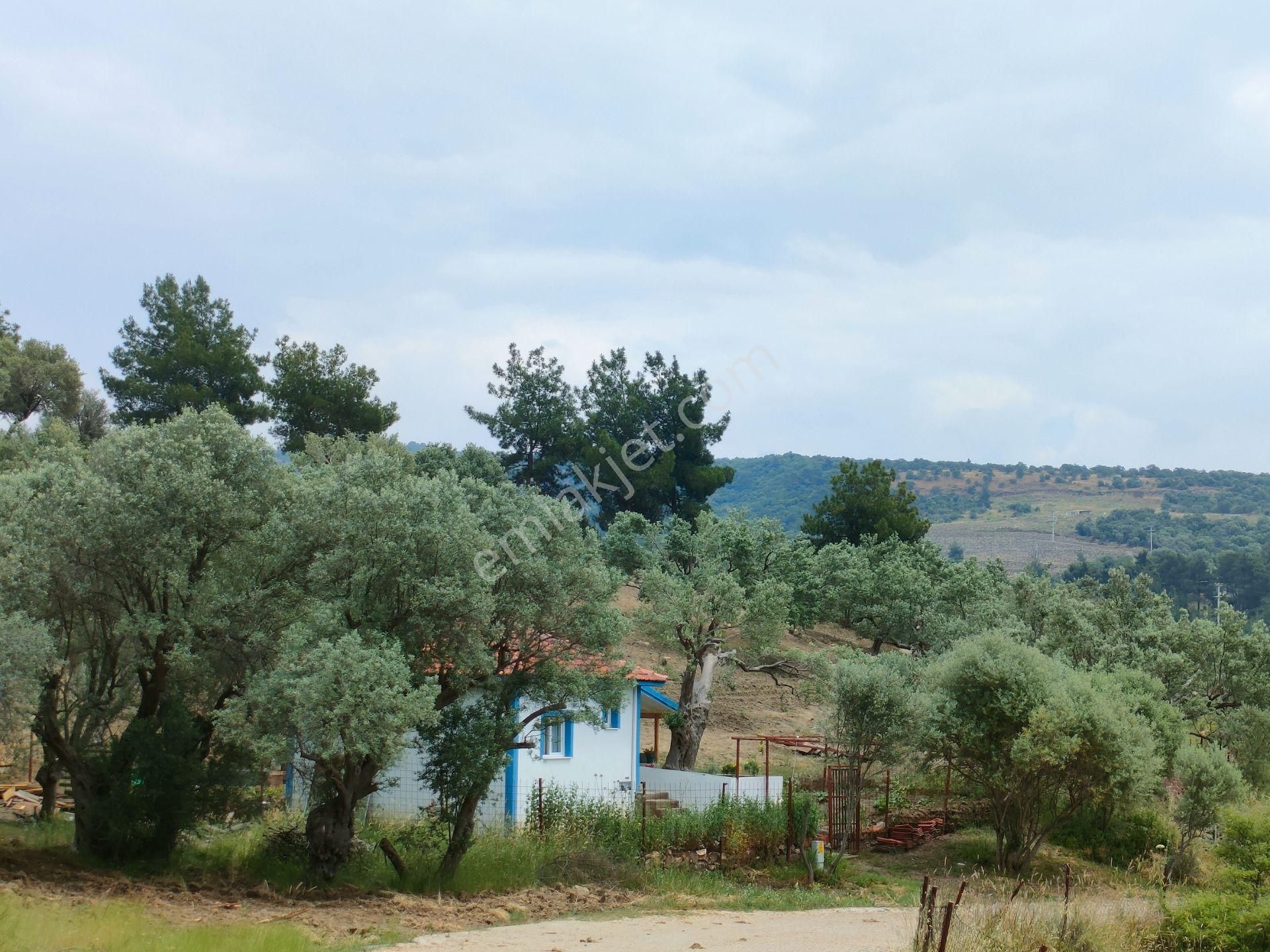 Menemen İğnedere Satılık Tarla Acill...tek Tapu...köy İçinde 4105 M² Arazi Ve Müstakil Ev...