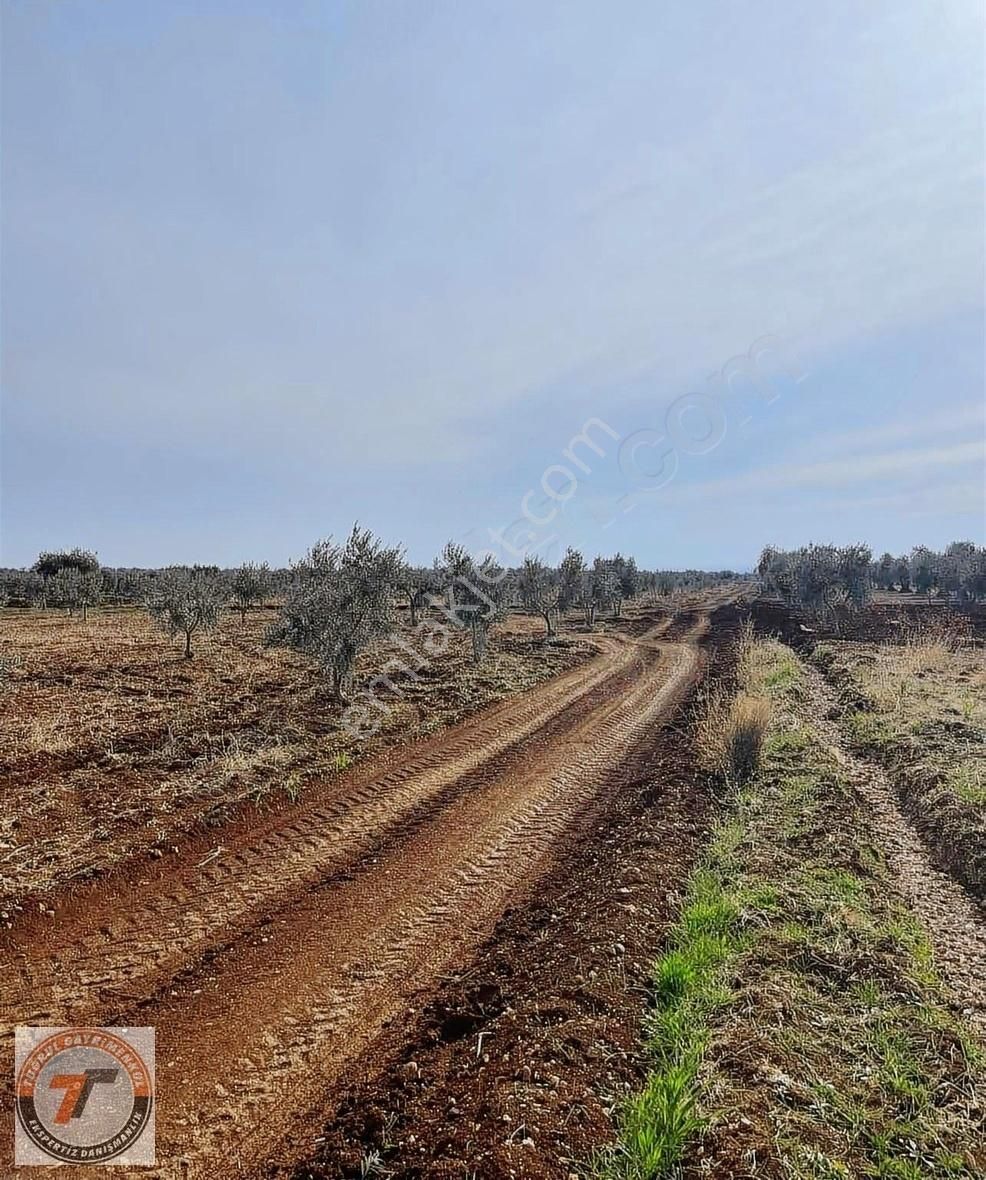 Kilis Merkez Oylum Satılık Zeytinlik Tuğrul Emlakttan Oylumda Satlık 65 Ağaç Zeytinlik